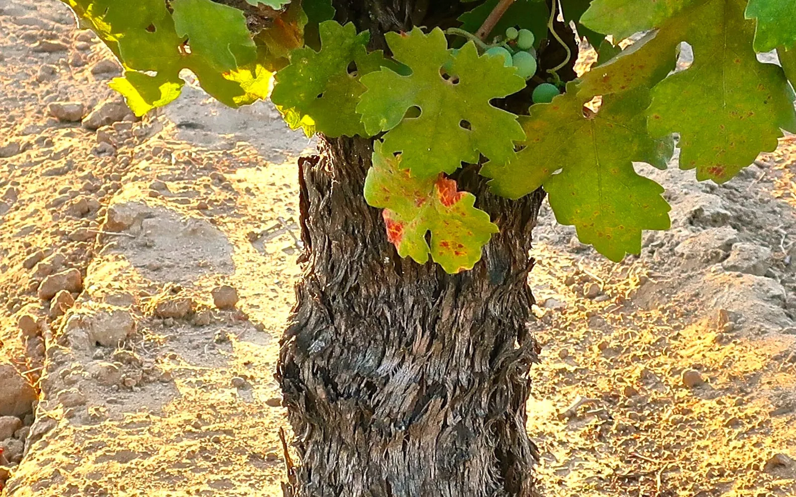 Old Zinfandel grapevine with thick trunk in Bonnotto Vineyard with sandy loam soil