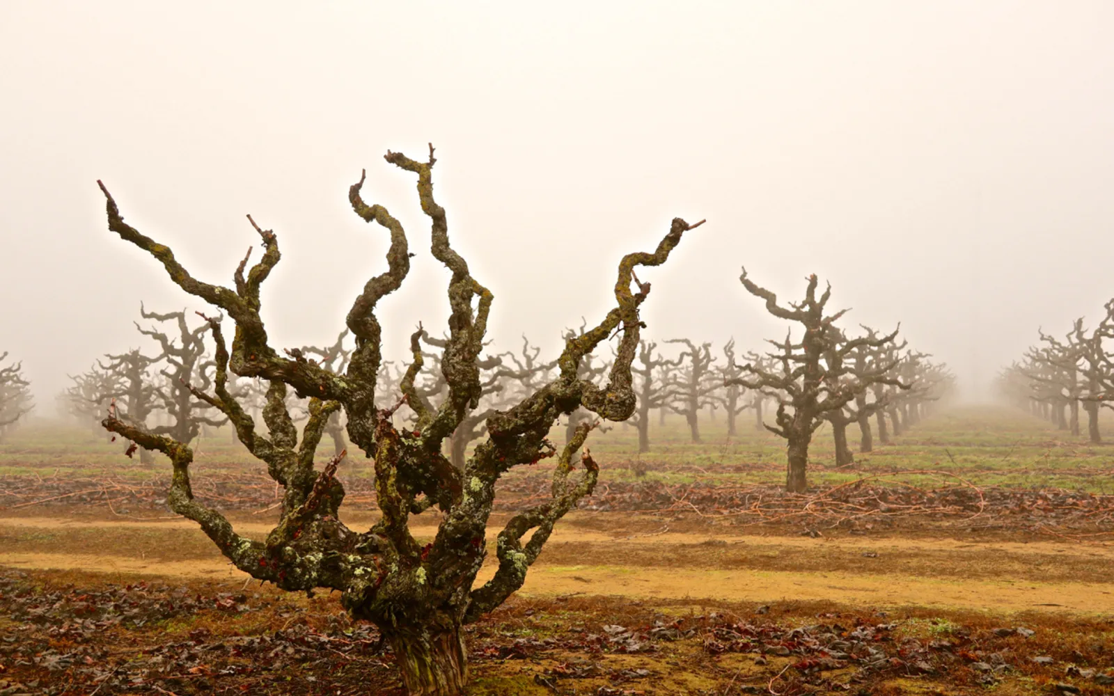Historic Zinfandel grapevines planted in 1903 in Charlie Lewis Vineyard