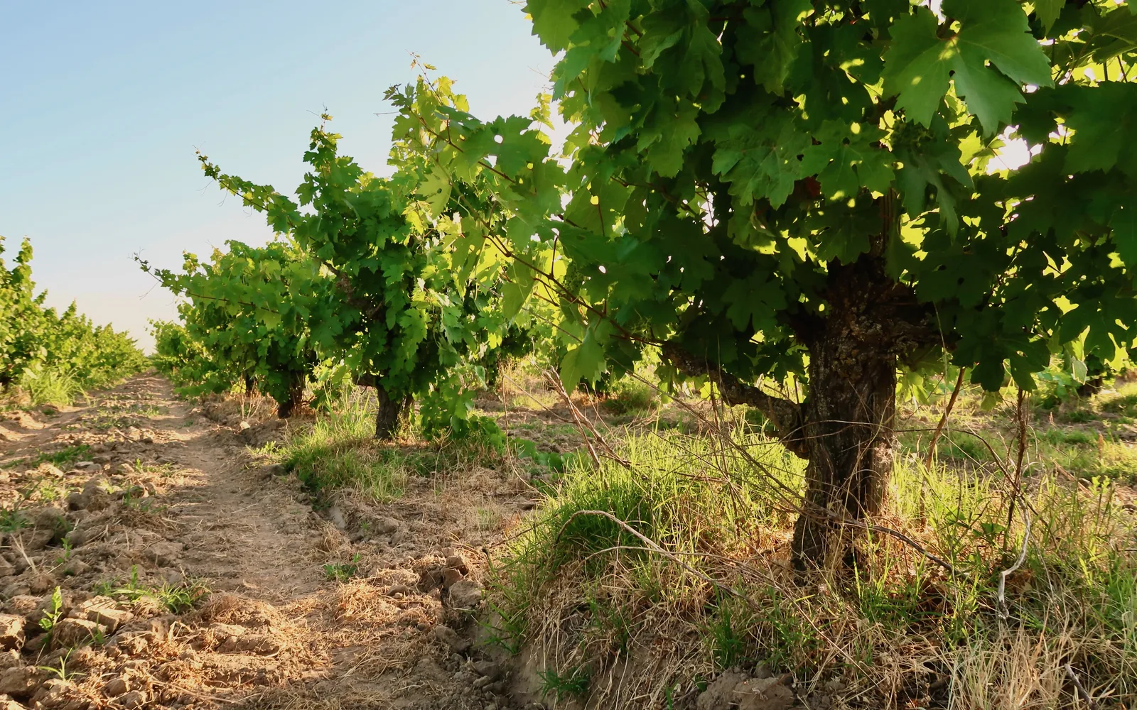 Old Zinfandel vines planted in 1954 casting long shadows on the earth of Brovelli Ranch Vineyard